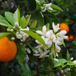 Valencia Orange Tree -Brighter Blooms Valencia Orange 1