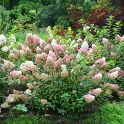 Vanilla Strawberry™ Hydrangea Shrub -Brighter Blooms Vanilla Strawberry Hydrangea 2 BB