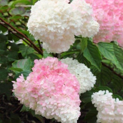 Vanilla Strawberry™ Hydrangea Shrub -Brighter Blooms Vanilla Strawberry Hydrangea 3 BB
