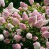 Vanilla Strawberry™ Hydrangea Shrub -Brighter Blooms Vanilla Strawberry Hydrangea BB 600x600 2d20329f b8d6 4369 90a0 4d6386307882