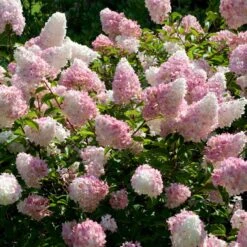 Vanilla Strawberryâ„¢ Hydrangea Shrub