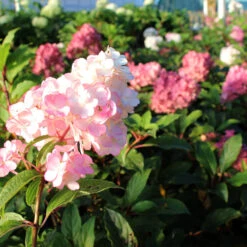 Vanilla Strawberry™ Hydrangea Tree -Brighter Blooms Vanilla Strawberry Hydrangea Tree 2 BB
