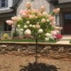 Vanilla Strawberry™ Hydrangea Tree -Brighter Blooms Vanilla Strawberry Hydrangea Tree BB 600x600 d9774181 d500 445f 99f7 766736cb780d