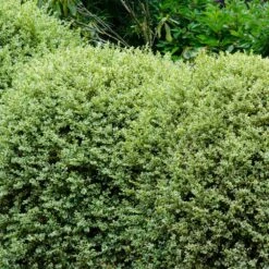 Variegated Boxwood Shrub 9 Variegated Boxwood Shrub -Brighter Blooms Variegated Boxwood 1