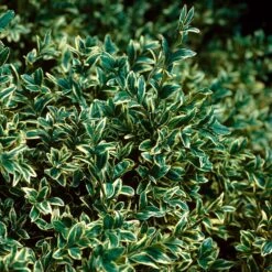Variegated Boxwood Shrub 8 Variegated Boxwood Shrub -Brighter Blooms Variegated Boxwood 3 BB