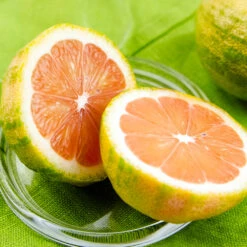 Pink Variegated Eureka Lemon Tree 9 Pink Variegated Eureka Lemon Tree -Brighter Blooms Variegated Pink Eureka 7 BB