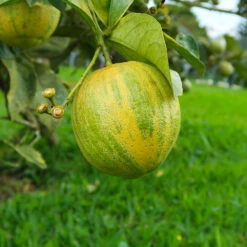 Pink Variegated Eureka Lemon Bush -Brighter Blooms Variegated Pink Eureka Tree 7 BB