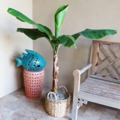 Boho House Plant Kit -Brighter Blooms Veranda Banana 3 0a95dd43 1f47 4ba8 bf92 eb72cb095cc3