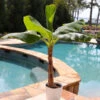 Veranda Banana Tree -Brighter Blooms Veranda Banana BB 600x600 367f81c2 4722 4f11 9351 de2e652782bb