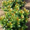 Volcano Cherry Laurel 1 Volcano Cherry Laurel -Brighter Blooms Volcano Laurel BB 600x600 c27bf687 aa14 48cf b5db 43ee244fcb5d