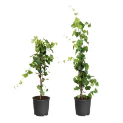 Brighter Blooms -Brighter Blooms WIne Lovers Kit 1