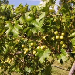 Wine Lover's Kit -Brighter Blooms WIne Lovers Kit 2