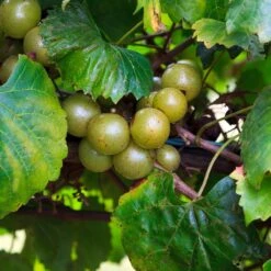 Wine Lover's Kit -Brighter Blooms WIne Lovers Kit 3