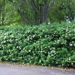 Waxleaf Privet Hedge -Brighter Blooms Wax Leaf Privet 2 BB