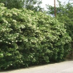 Waxleaf Privet Hedge -Brighter Blooms Wax Leaf Privet 3 BB
