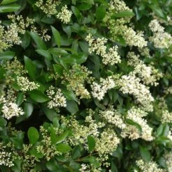 Waxleaf Privet Hedge -Brighter Blooms Wax Leaf Privet 4 BB
