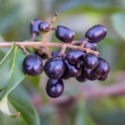 Waxleaf Privet Hedge -Brighter Blooms Wax Leaf Privet 5 BB