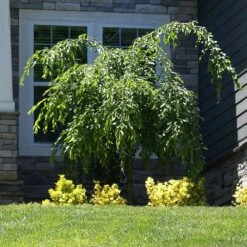 Weeping Extraordinaire™ Cherry Tree -Brighter Blooms Weeping Extraordinaire Cherry 4