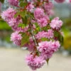 Weeping Extraordinaire™ Cherry Tree -Brighter Blooms Weeping Extraordinaire Cherry BB 600x600 a3cbb36c 0401 4e83 b07d 1c0829dbde0d