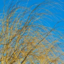 Weeping Willow Tree -Brighter Blooms Weeping Willow 14