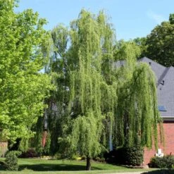 Weeping Willow Tree -Brighter Blooms Weeping Willow 3 BB