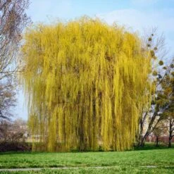 Weeping Willow Tree -Brighter Blooms Weeping Willow 8 BB
