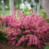 Sonic Bloom® Weigela Shrub -Brighter Blooms Weigela Sonic Bloom Pink BB 600x600 8255e385 5866 4626 ba11 2e71a4f3c914