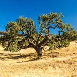West Coast Live Oak Tree -Brighter Blooms West Coast Live Oak 2