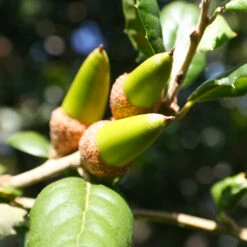 West Coast Live Oak Tree -Brighter Blooms West Coast Live Oak 3