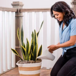 Air-Purifying House Plant Kit -Brighter Blooms Whie Watering Can 2 d72dfd09 8e02 4f68 aa63 3cf85e0b5834