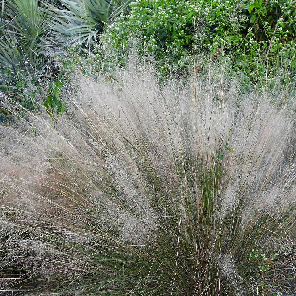 White Cloud Muhly Grass 5 White Cloud Muhly Grass - Image 3