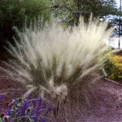White Cloud Muhly Grass