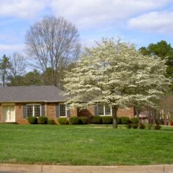 White Dogwood Tree -Brighter Blooms White Dogwood 11 BB