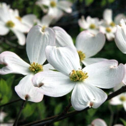 White Dogwood Tree -Brighter Blooms White Dogwood 20 BB