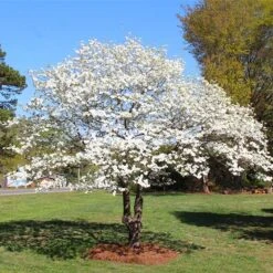 White Dogwood Tree -Brighter Blooms White Dogwood 3 BB