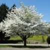 White Dogwood Tree