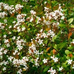 Snow White Indian Hawthorn Shrub 7 Snow White Indian Hawthorn Shrub -Brighter Blooms White Indian Hawthorn 1