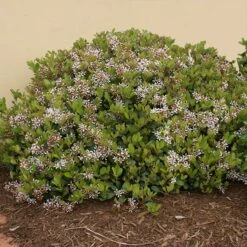 Snow White Indian Hawthorn Shrub