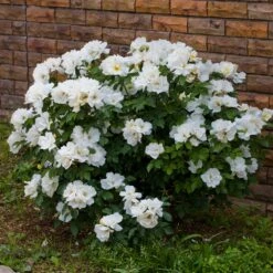 White Knock Out® Rose -Brighter Blooms White Knockout Rose 4