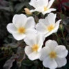 White Knock Out® Rose -Brighter Blooms White Knockout Rose BB 600x600 a1a76263 0f33 4b45 b1d7 7e95365d5362