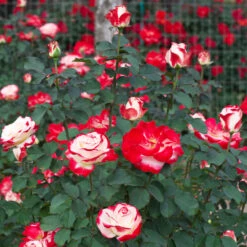 White Lies™ Rose -Brighter Blooms White Lies Rose 1