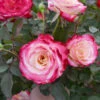 White Lies™ Rose -Brighter Blooms White Lies Rose BB 600x600 00952105 ac97 4ceb b4aa ee01e1b0d7f9