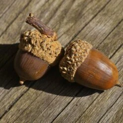 White Oak Tree 13 White Oak Tree -Brighter Blooms White Oak 3 BB