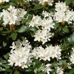 White Rhododendron Shrub -Brighter Blooms White Rhododendron 2 FGT