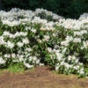 White Rhododendron Shrub -Brighter Blooms White Rhododendron BB 600x600 3c123a0c dc82 4cc3 ab5f fc921bdbcdee