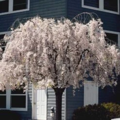 White Weeping Cherry Tree -Brighter Blooms White Weeping Cherry 6