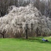 White Weeping Cherry Tree -Brighter Blooms White Weeping Cherry BB 600x600 c6f4934e 4eb8 42c5 bb59 2049c63589e5