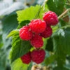 Willamette Red Raspberry Bush -Brighter Blooms Wiliamette Raspberry BB 600x600 4c8a8898 624c 4962 9944 f862cb7ccdcb