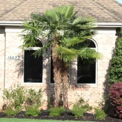 Windmill Palm Tree -Brighter Blooms Windmill Palm 12
