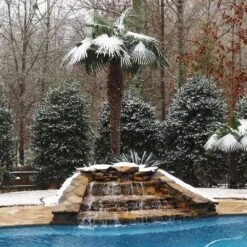 Windmill Palm Tree -Brighter Blooms Windmill Palm 4 BB